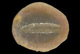 Fossil Worm (Astreptoscolex) Pos/Neg - Illinois #120717-2